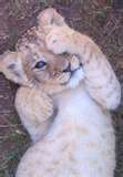 le bébé lion fait la star